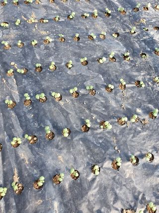 김권수님의 들깨 · 자유게시판 작성글 사진