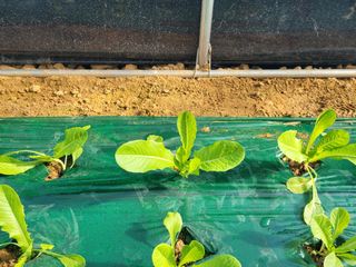 구민찬님의 상추 · 자유게시판 작성글 사진