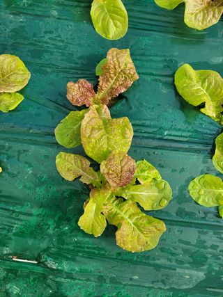 구민찬님의 상추 · 자유게시판 작성글 사진