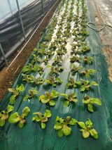 팜모닝 상추·자유게시판 게시글 이미지