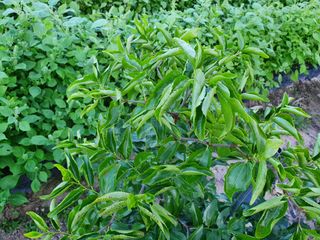 유아쇼크님의 기타작물 · 병해충상담 작성글 사진