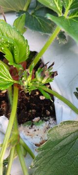 팜모닝 딸기·병해충상담 게시글 이미지