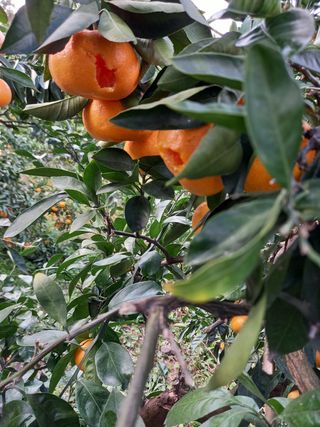 부금리(금강농원)님의 귤 · 일상 작성글 사진