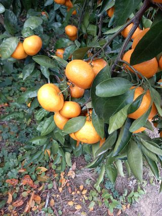 부금리(금강농원)님의 귤 · 일상 작성글 사진