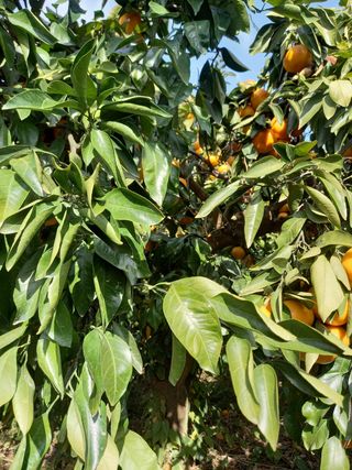 부금리(금강농원)님의 귤 · 일상 작성글 사진