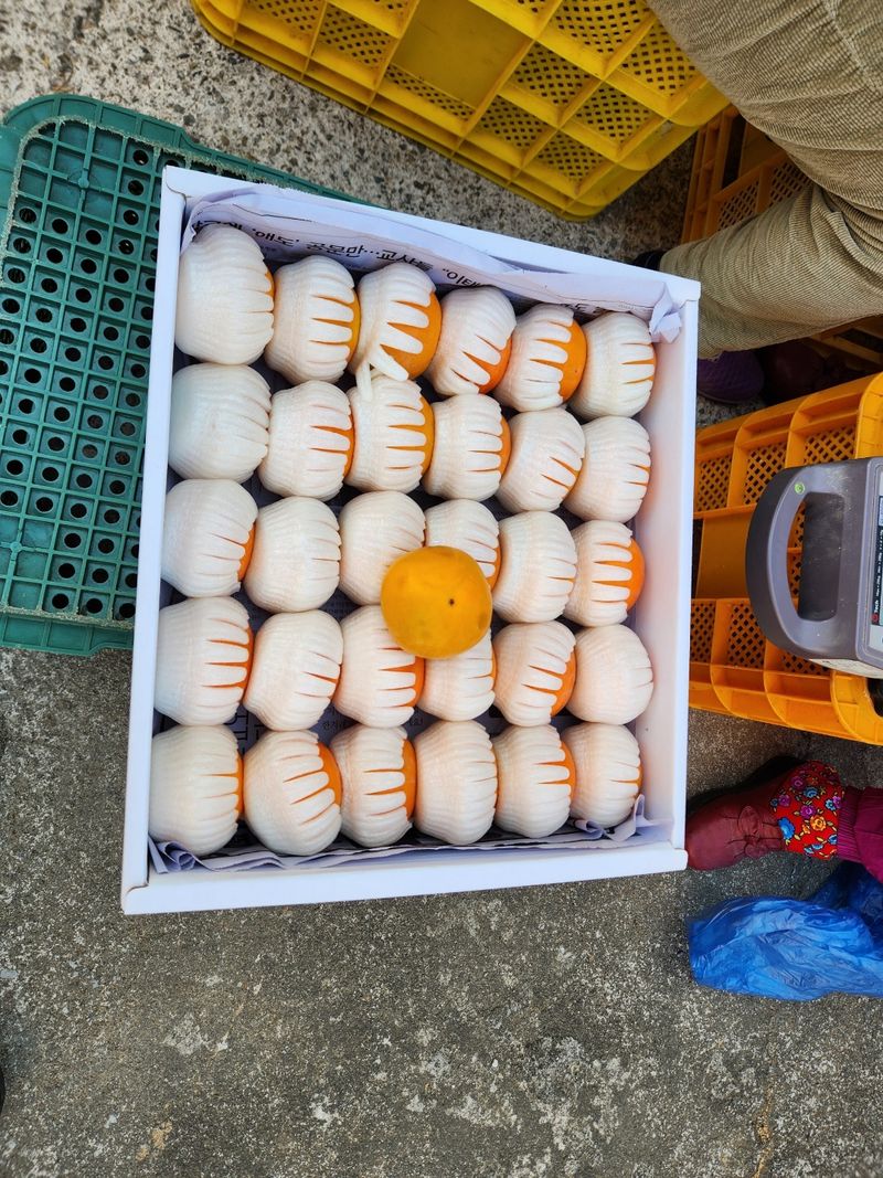 서종호(세동농장)팜모닝회원님의 장터 판매 상품 [친환경 무농약 발효유황 단감 5kg] 첨부 사진