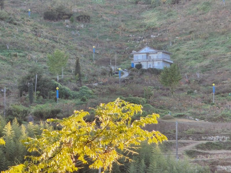 서종호(세동농장)팜모닝회원님의 장터 판매 상품 [친환경 무농약 발효유황 단감 5kg] 첨부 사진