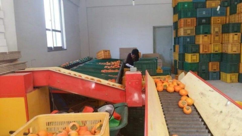 서종호(세동농장)팜모닝회원님의 장터 판매 상품 [친환경 무농약 발효유황 단감 5kg] 첨부 사진