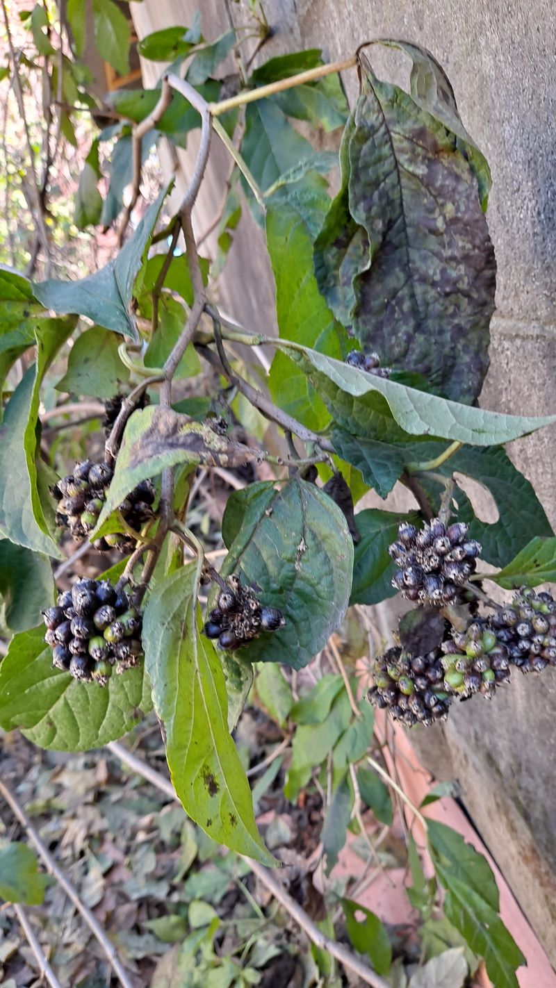 장터 상품 [오가피 열매 4kg] 썸네일