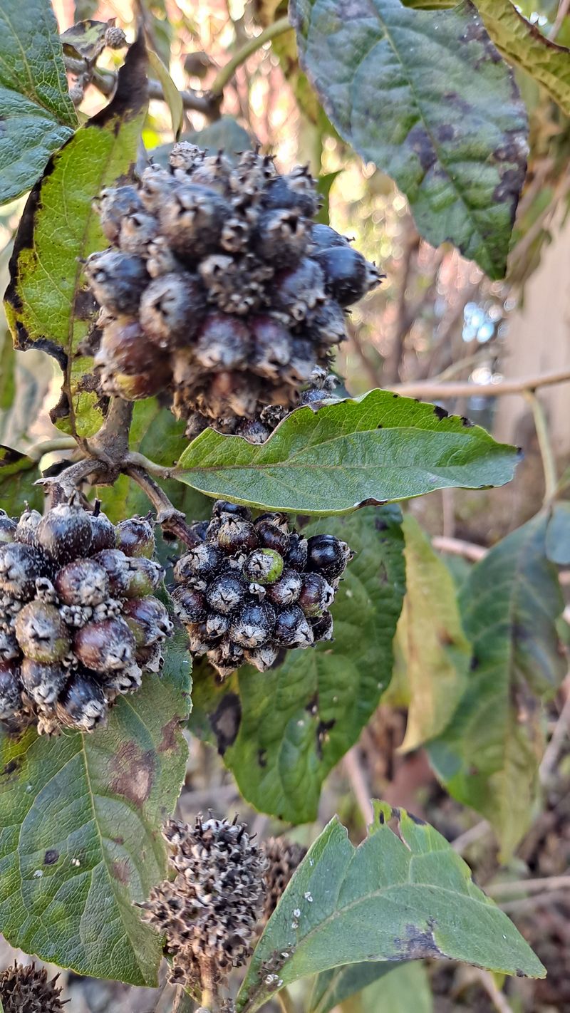 당근이지요님의 장터 판매 상품 [오가피 열매 4kg] 첨부 사진
