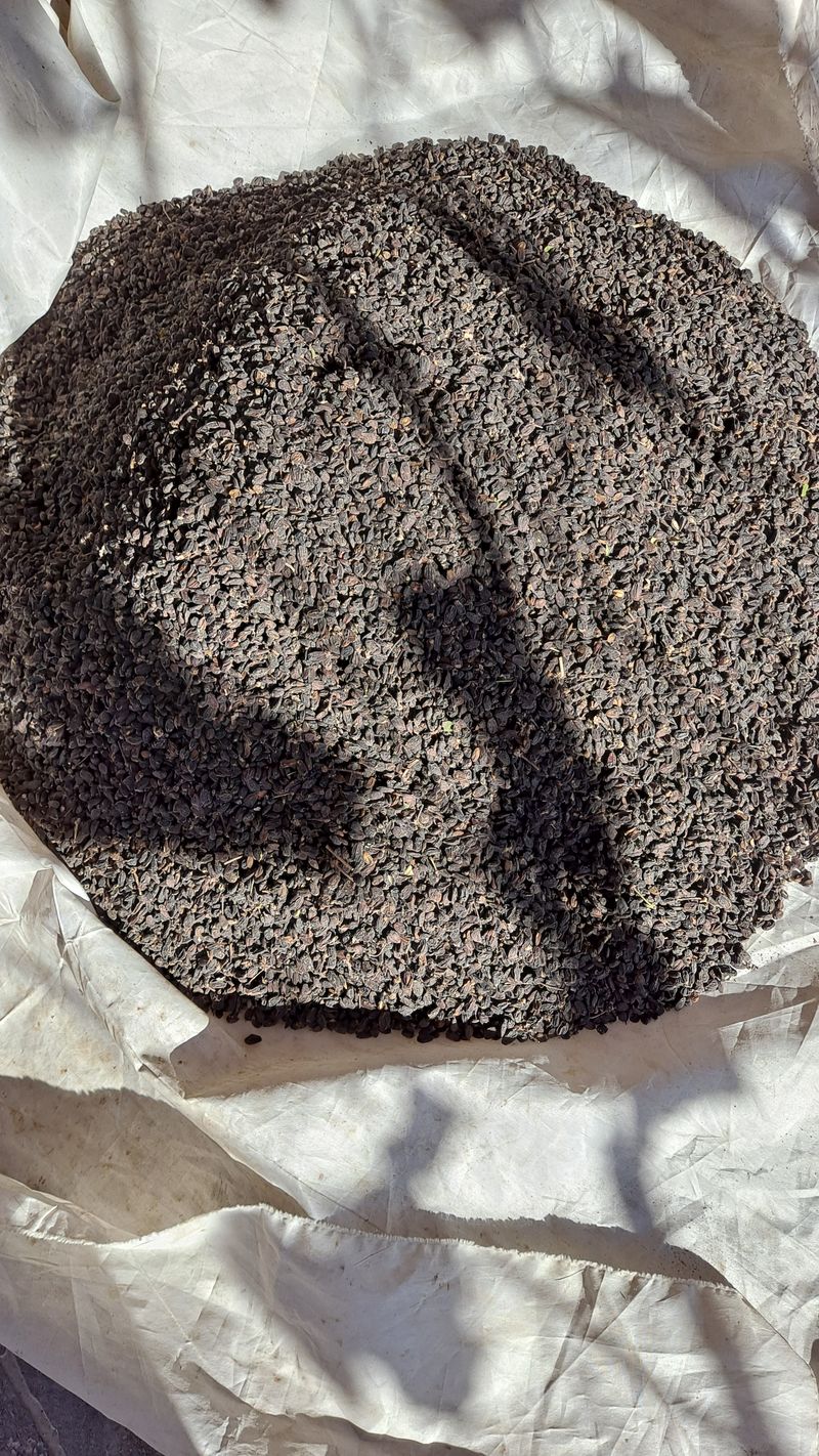 당근이지요님의 장터 판매 상품 [오가피 열매 4kg] 첨부 사진