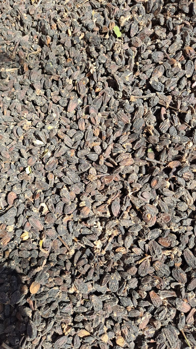 당근이지요님의 장터 판매 상품 [오가피 열매 4kg] 첨부 사진