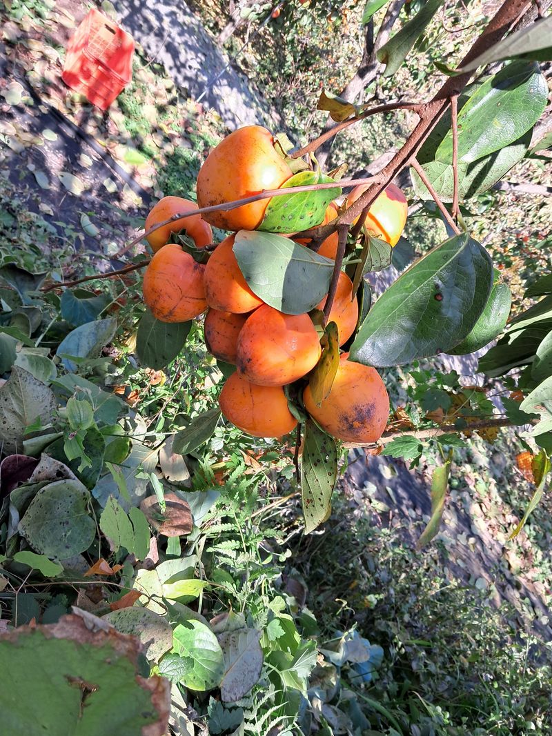 장터 상품 [대봉 감 15키로] 썸네일