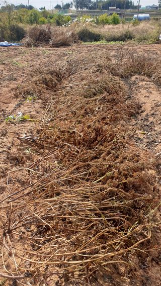 송하영님의 들깨 · 자유게시판 작성글 사진