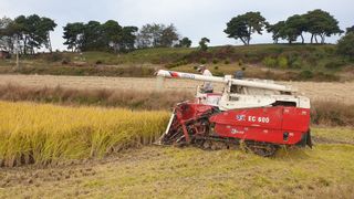 송하영님의 들깨 · 자유게시판 작성글 사진