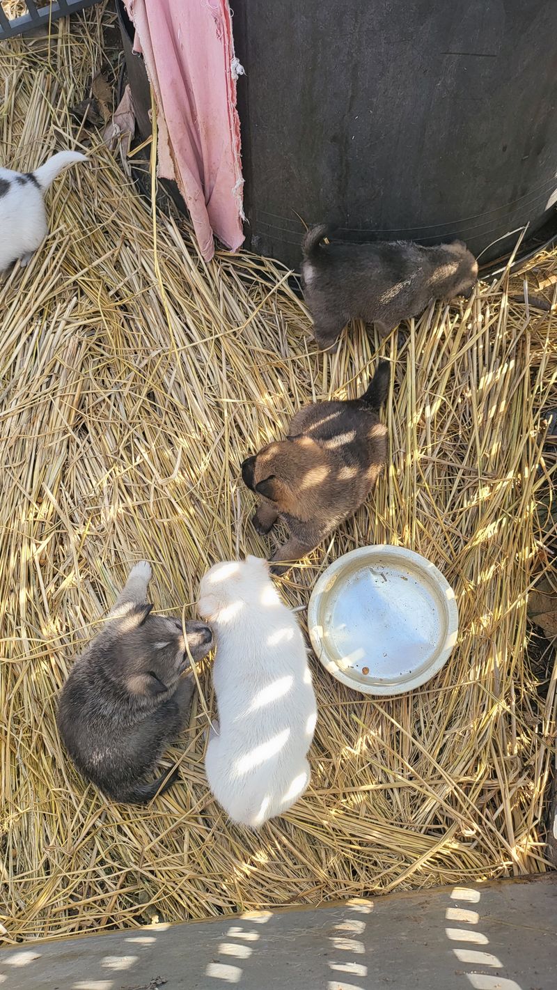 장터 상품 [강아지] 썸네일