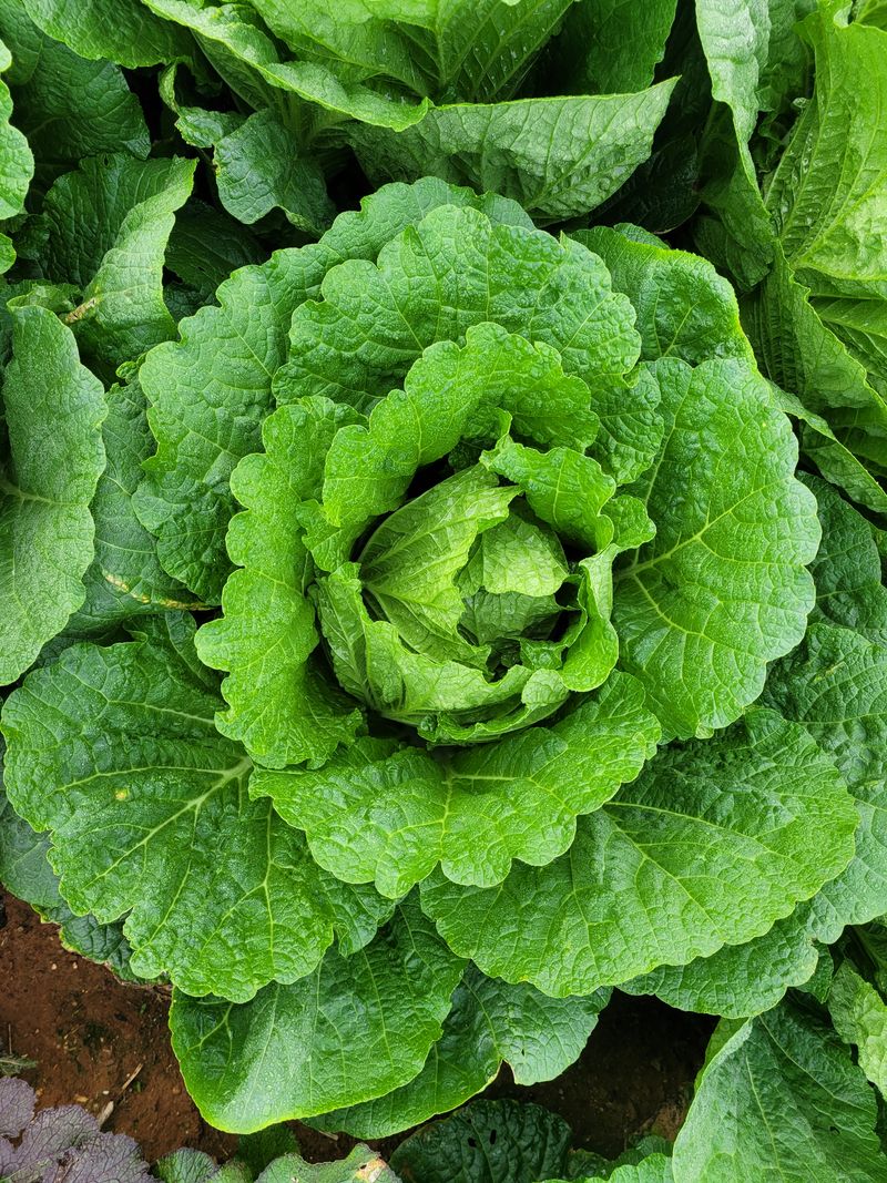 장터 상품 [해남 절임배추] 썸네일