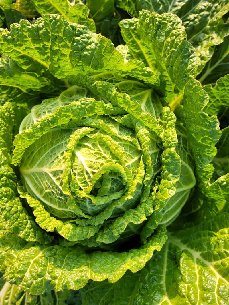 박수열님의 장터 판매 상품 [해남 절임배추] 첨부 사진