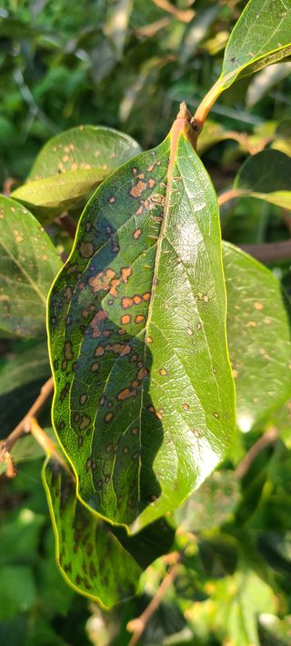 원치운님의 감 · 병해충상담 작성글 사진