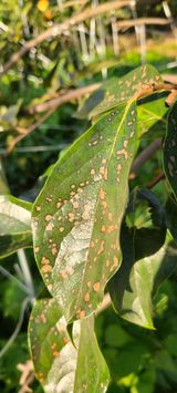 팜모닝 감·병해충상담 게시글 이미지