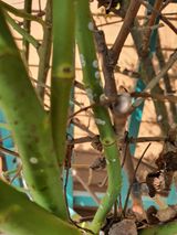 팜모닝 기타작물·병해충상담 게시글 이미지