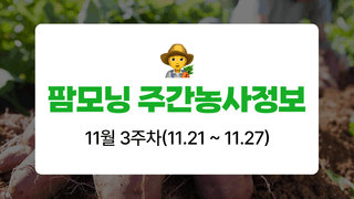 고구마 농사도우미님의 고구마 · 농사길잡이 작성글 사진
