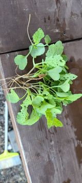 팜모닝 배추·병해충상담 게시글 이미지