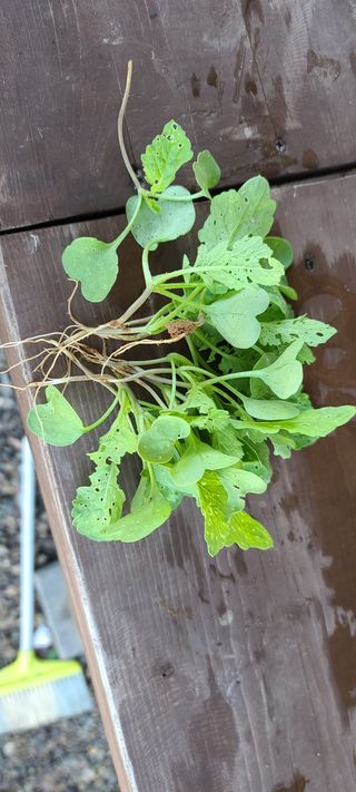 이철건님의 배추 · 병해충상담 작성글 사진