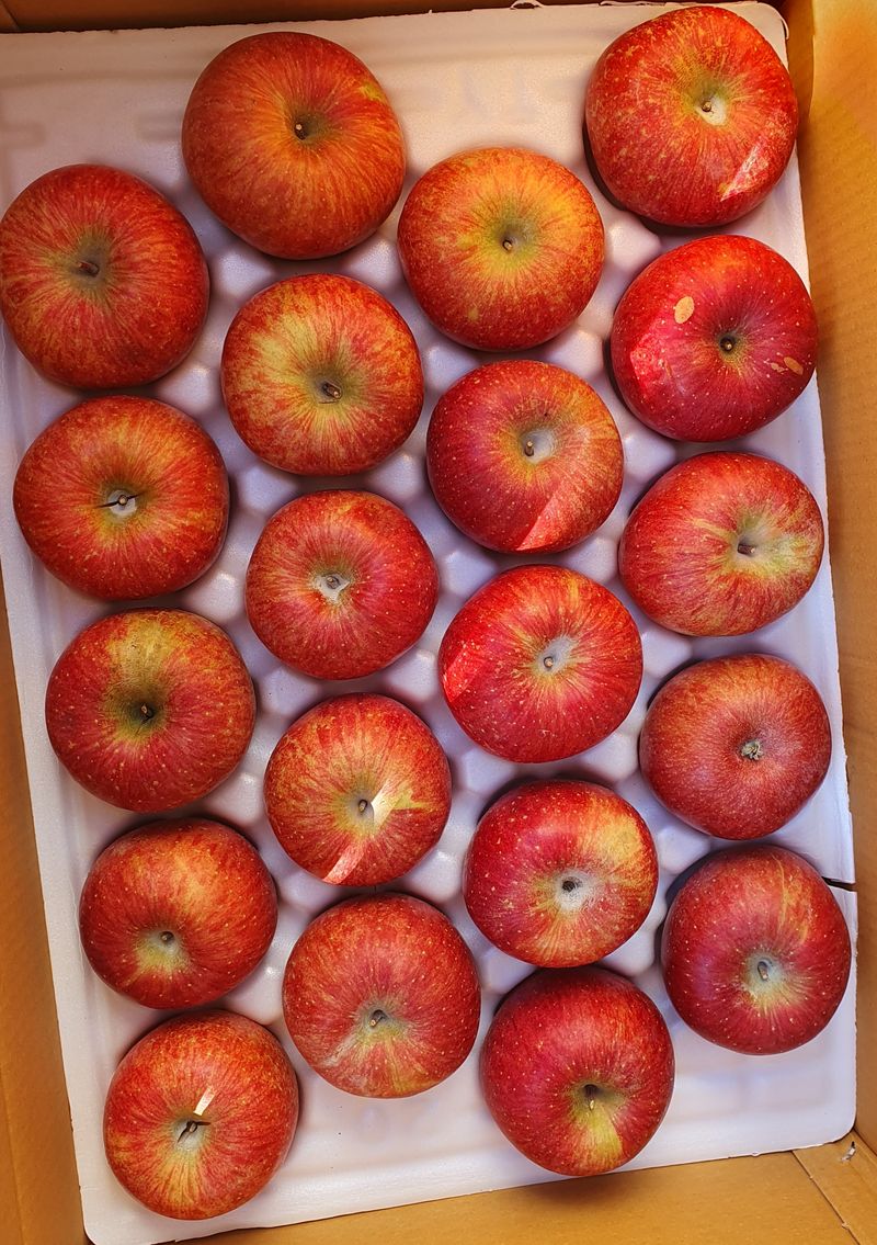 장터 상품 [부사 세콤 달콤 하며 아삭한식감 10kg] 썸네일