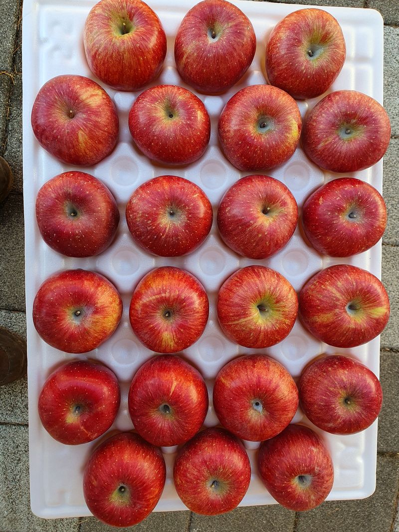 나실농원님의 장터 판매 상품 [부사 세콤 달콤 하며 아삭한식감 10kg] 첨부 사진