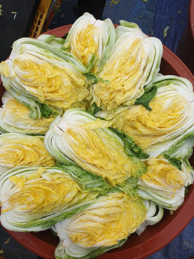 신동익님의 장터 판매 상품 [김장배추 20키로] 첨부 사진