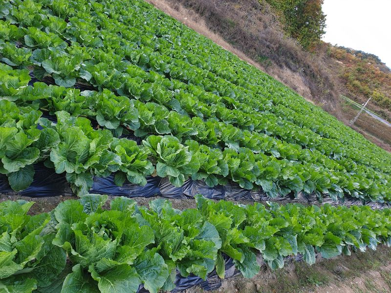 신동익님의 장터 판매 상품 [김장배추 20키로] 첨부 사진