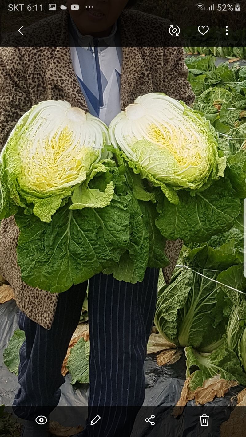 장터 상품 [김장배추 20키로] 썸네일