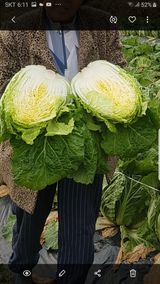 팜모닝 · 게시글 이미지