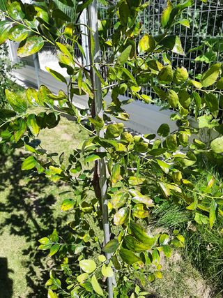 고경재님의 기타작물 · 병해충상담 작성글 사진