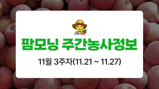 사과 농사도우미님의 사과 · 자연재해•동물피해 작성글 사진