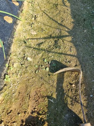 호미대장님의 마늘 · 제초 작성글 사진