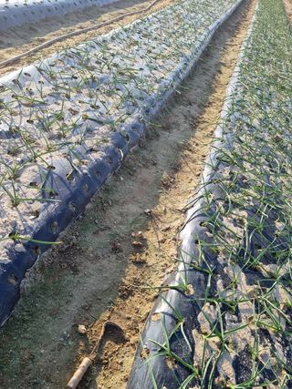 호미대장님의 마늘 · 제초 작성글 사진