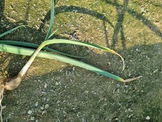 호미대장님의 마늘 · 제초 작성글 사진