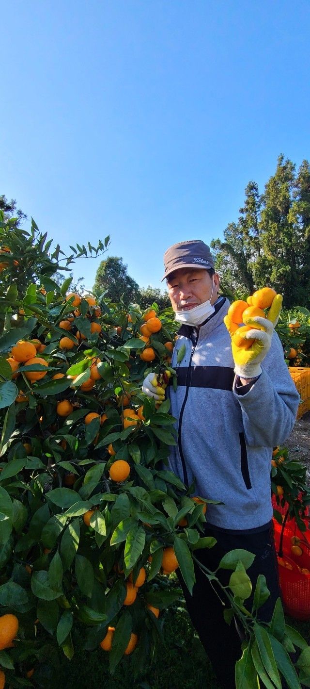 김민성님의 장터 판매 상품 [바닷봄귤원 🍊🍊 혼합귤10Kg] 첨부 사진