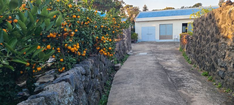 김민성님의 장터 판매 상품 [바닷봄귤원 🍊🍊 혼합귤10Kg] 첨부 사진