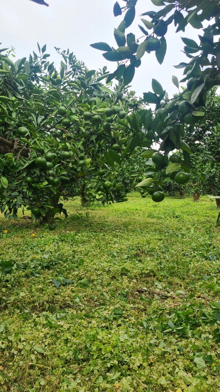 김민성님의 장터 판매 상품 [바닷봄귤원 🍊🍊 혼합귤10Kg] 첨부 사진