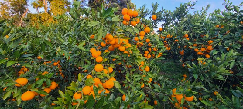 김민성님의 장터 판매 상품 [바닷봄귤원 🍊🍊 혼합귤10Kg] 첨부 사진