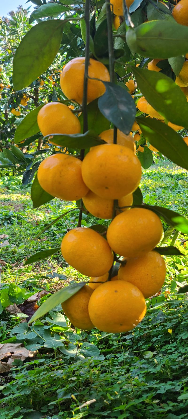 김민성님의 장터 판매 상품 [바닷봄귤원 🍊🍊 혼합귤10Kg] 첨부 사진