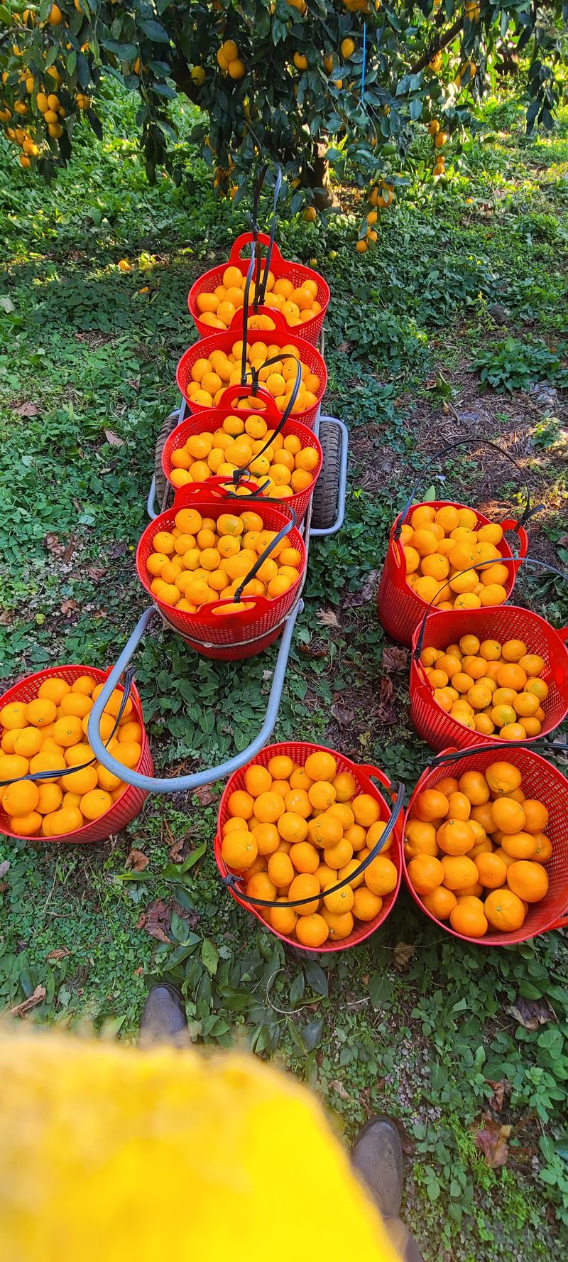 김민성님의 장터 판매 상품 [바닷봄귤원 🍊🍊 혼합귤10Kg] 첨부 사진