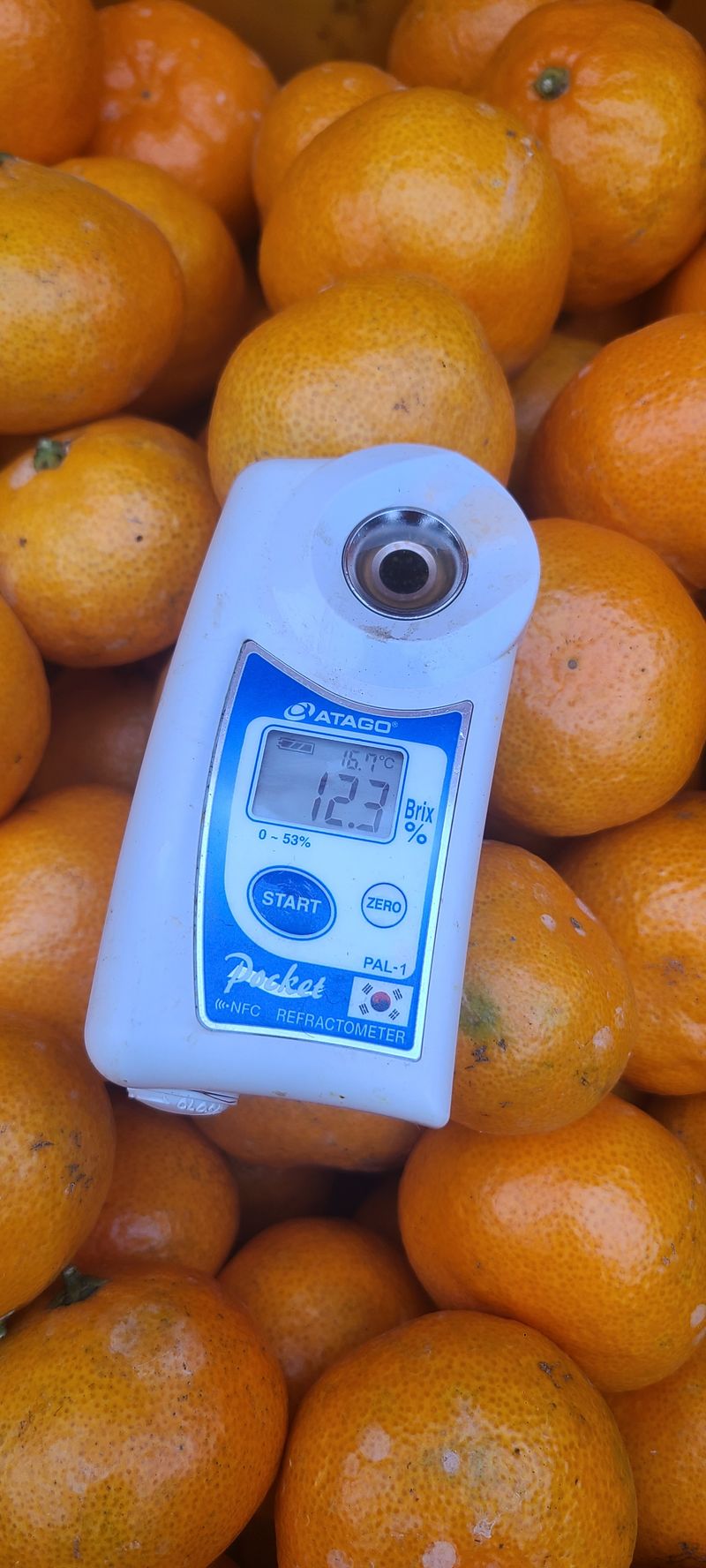 김민성님의 장터 판매 상품 [바닷봄귤원 🍊🍊 혼합귤10Kg] 첨부 사진