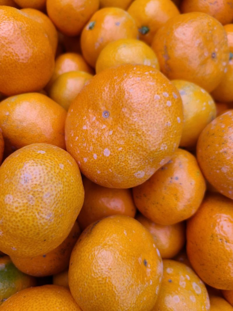 장터 상품 [바닷봄귤원 🍊🍊 혼합귤10Kg] 썸네일