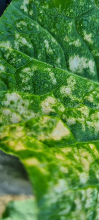 대삼팜스빌리지님의 고추 · 병해충상담 작성글 사진