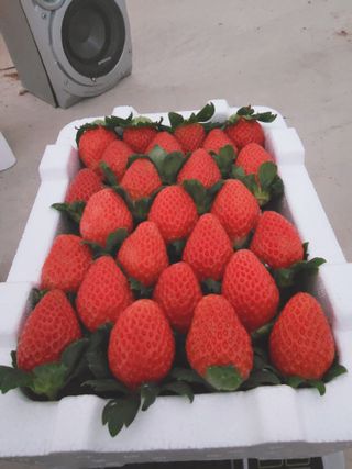 햇빛농원님의 딸기 · 일상 작성글 사진