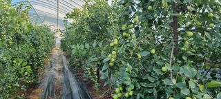 대삼팜스빌리지님의 기타작물 · 병해충상담 작성글 사진